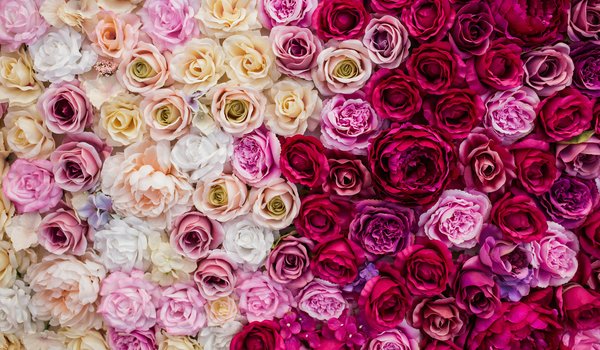 Обои на рабочий стол: backgroud, decoration, flowers, pink, roses, white, бутоны, декор, розы, фон, цветы