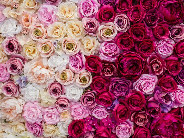 backgroud, decoration, flowers, pink, roses, white, бутоны, декор, розы, фон, цветы