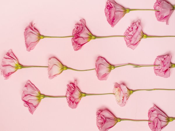 eustoma, flowers, pink, розовые, розовый фон, цветы, эустома