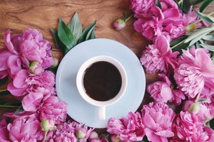 Обои на рабочий стол: coffee, cup, flowers, peonies, pink, wood, пионы, розовые, цветы, чашка кофе
