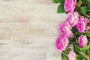 Обои на рабочий стол: flowers, petals, pink, roses, wood, лепестки, розовые, розы, цветы