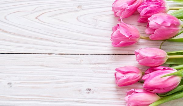 Обои на рабочий стол: flowers, fresh, pink, tulips, wood, розовые, тюльпаны, цветы