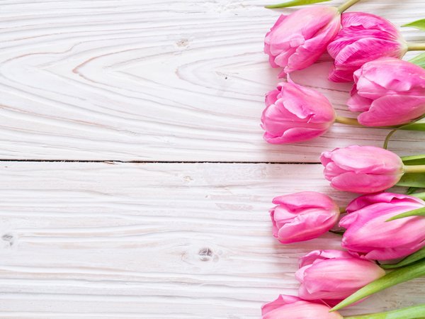 flowers, fresh, pink, tulips, wood, розовые, тюльпаны, цветы
