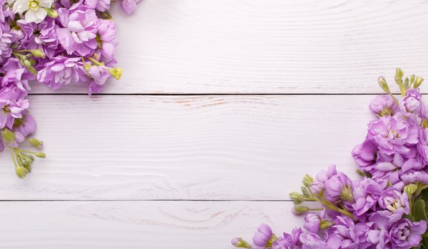 Обои на рабочий стол: flowers, spring, violet, wood, цветы