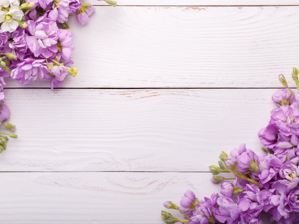 flowers, spring, violet, wood, цветы