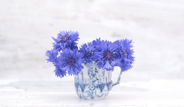 Обои на рабочий стол: василек, синий, цветение, цветы