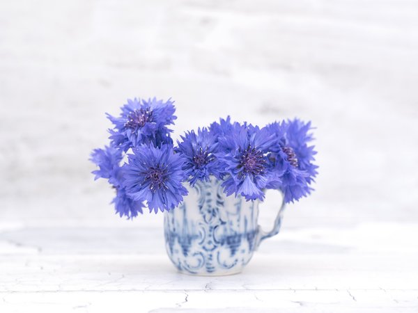 василек, синий, цветение, цветы