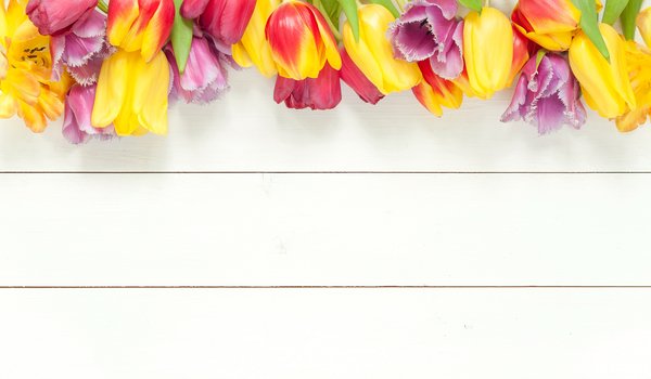 Обои на рабочий стол: beautiful, bright, colorful, flowers, fresh, spring, tulips, wood, весна, тюльпаны, цветы