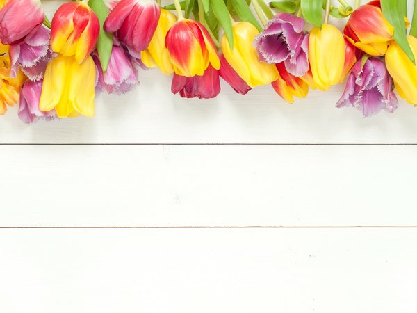 beautiful, bright, colorful, flowers, fresh, spring, tulips, wood, весна, тюльпаны, цветы