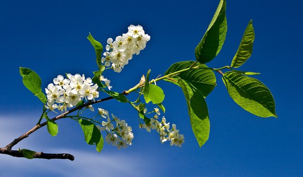 Обои на рабочий стол: весна, голубое небо, небо, цветы, цветы черемухи, Черёмуха