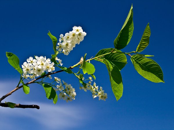 весна, голубое небо, небо, цветы, цветы черемухи, Черёмуха