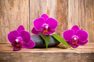 Обои на рабочий стол: flowers, orchid, purple, wood, орхидея
