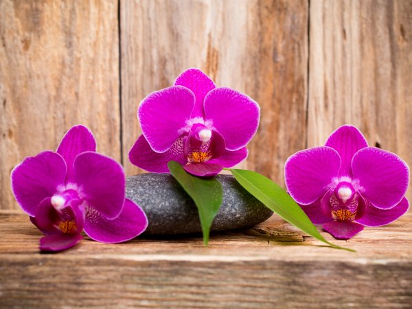 flowers, orchid, purple, wood, орхидея