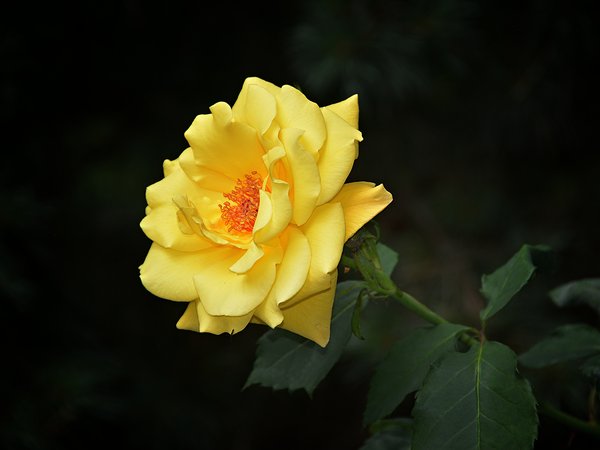 bokeh, macro, Yellow rose, боке, Жёлтая роза, макро