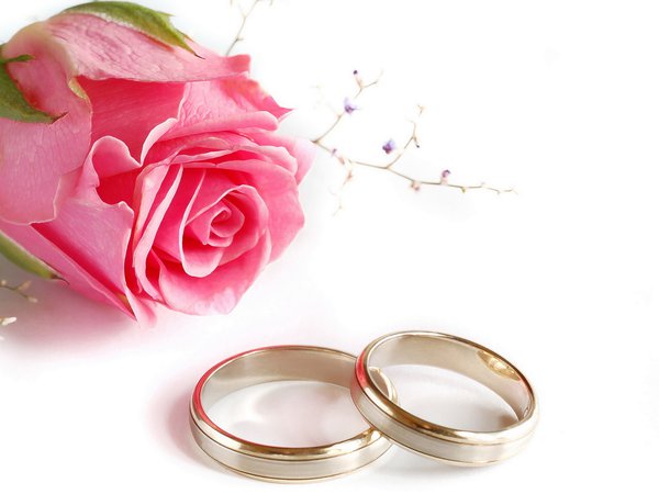 кольца, роза, свадьба