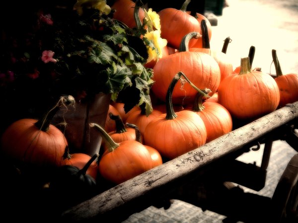 autumn, cart, fall, orange, pumpkins