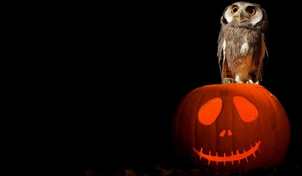 Обои на рабочий стол: art, halloween, owl, pumpkin