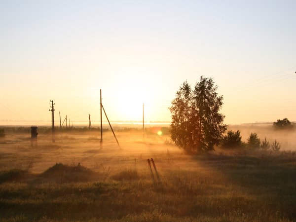дерево, поле, природа, рассвет, россия, туман, утро