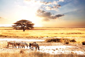 Обои на рабочий стол: afric animality, zebras, африка, животные, зебры, пейзаж, саванна, солнце