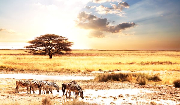 Обои на рабочий стол: afric animality, zebras, африка, животные, зебры, пейзаж, саванна, солнце