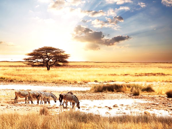 afric animality, zebras, африка, животные, зебры, пейзаж, саванна, солнце