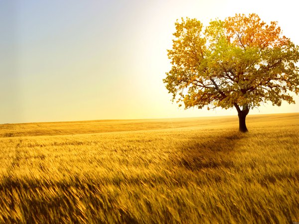 golden scenery, ветер, горизонт, дерево, золотая, колоски, одинокое, поле, простор, пшеница