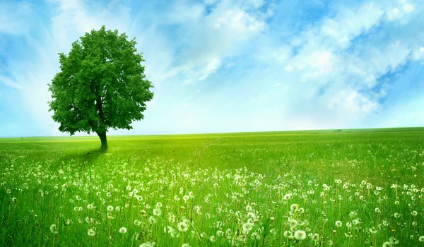 Обои на рабочий стол: dandelions, greenlands, silent tree, голубое, дерево, зелёное, небо, облака, одинокое, одуванчики, поле, простор