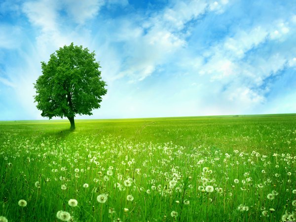 dandelions, greenlands, silent tree, голубое, дерево, зелёное, небо, облака, одинокое, одуванчики, поле, простор