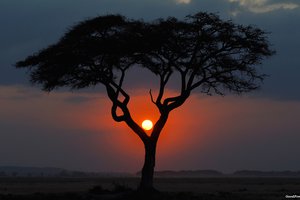 Обои на рабочий стол: африка, вечер, дерево, закат, кения, пейзаж, саванна, солнце