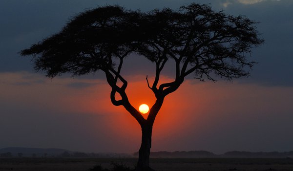 Обои на рабочий стол: африка, вечер, дерево, закат, кения, пейзаж, саванна, солнце