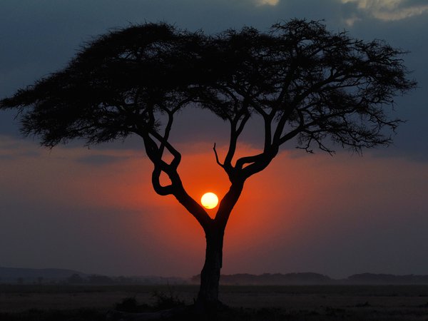 африка, вечер, дерево, закат, кения, пейзаж, саванна, солнце