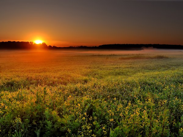 восход, пейзаж, поле, природа, рассвет, солнце, туман, утро