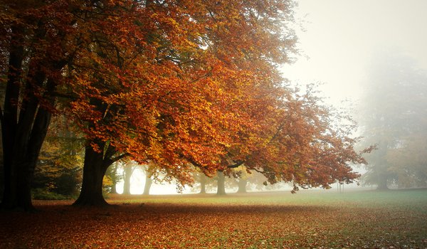 Обои на рабочий стол: ковёр из листьев, кроны деревьев., осень, парк, туман, утро