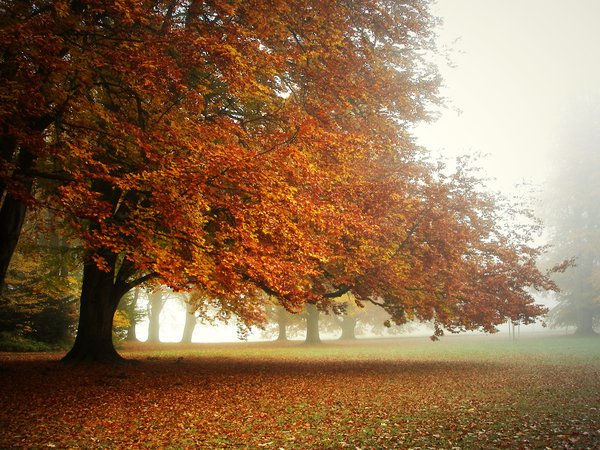 ковёр из листьев, кроны деревьев., осень, парк, туман, утро