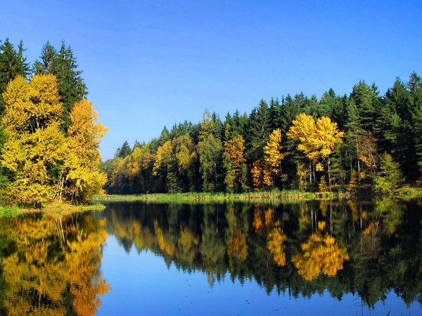 деревья, лес, осень, пейзаж, природа, река