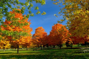 Обои на рабочий стол: гармония, деревья, золото, красота, лавочка, листва, небо, осень, отдых, парк, пейзаж, природа, свежесть, свет, скамейка, солнце, спокойствие, тишина, чистый, ярко