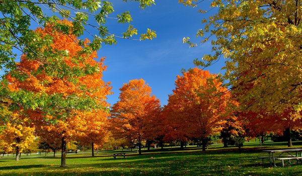 Обои на рабочий стол: гармония, деревья, золото, красота, лавочка, листва, небо, осень, отдых, парк, пейзаж, природа, свежесть, свет, скамейка, солнце, спокойствие, тишина, чистый, ярко