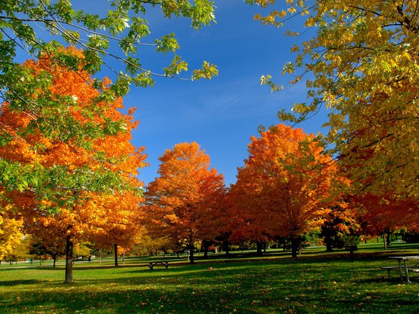 гармония, деревья, золото, красота, лавочка, листва, небо, осень, отдых, парк, пейзаж, природа, свежесть, свет, скамейка, солнце, спокойствие, тишина, чистый, ярко