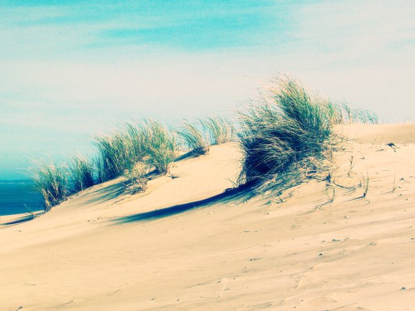 море, песок, пляж, трава