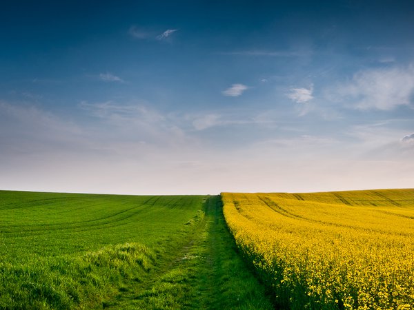 fields wallpapers, ветер, желтые, желтый, зеленые, зеленый, колоски, колосок, колосья, небо, облака, облако, осенние обои, осень, поле, поля, пшеница, трава