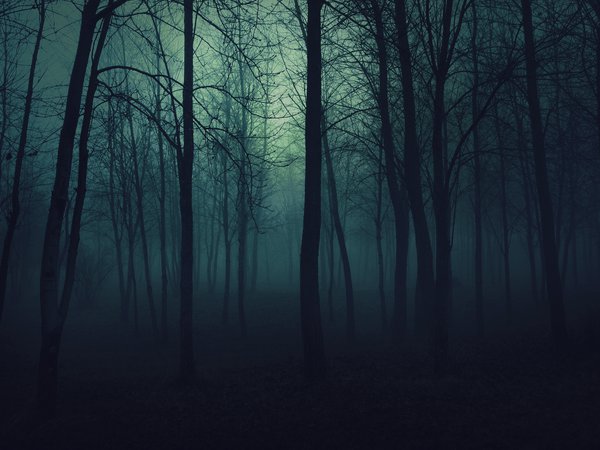 деревья, лес, туман, тьма
