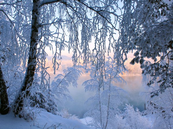 деревья, зима, иней, снег