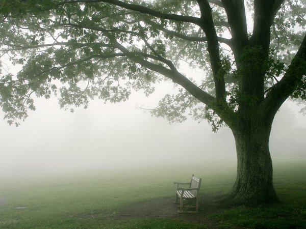 дерево, скамья, туман, утро