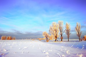 Обои на рабочий стол: деревья, зима, иней, небо, облака, поле, снег