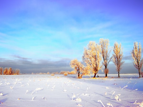 деревья, зима, иней, небо, облака, поле, снег
