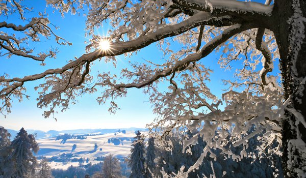 Обои на рабочий стол: switzerland, ветки, горы, дерево, зима, снег, солнце, швейцария