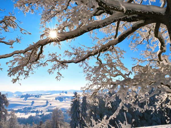 switzerland, ветки, горы, дерево, зима, снег, солнце, швейцария