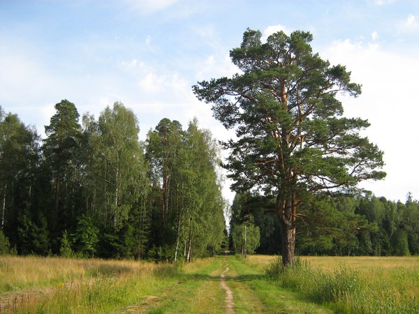 берёзы, сосна, степь