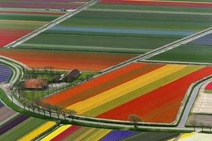 Обои на рабочий стол: нидерланды, поле, тюльпаны