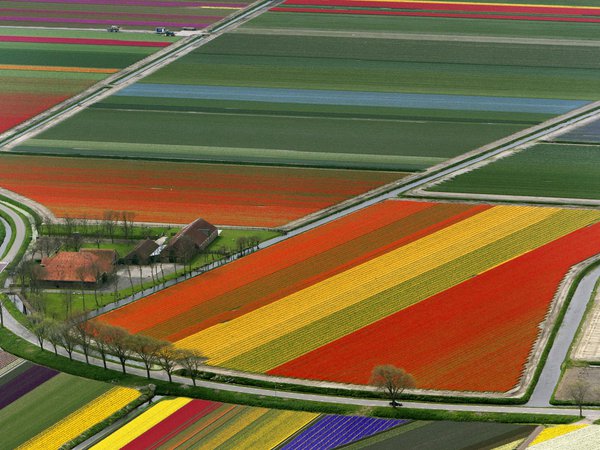 нидерланды, поле, тюльпаны